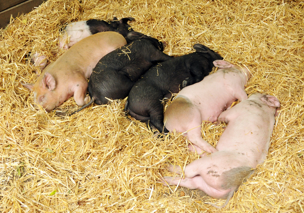Tierausstellung 24-05-2014 43.jpg