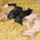 Tierausstellung 24-05-2014 43.jpg