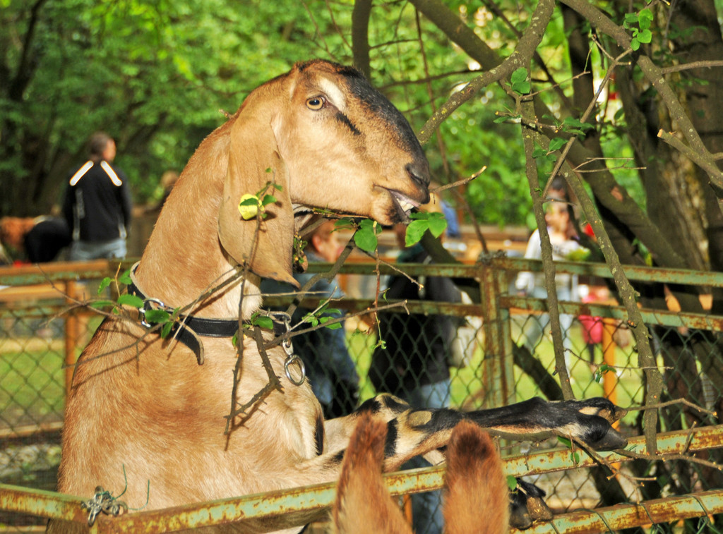 Tierausstellung 24-05-2014 63.jpg