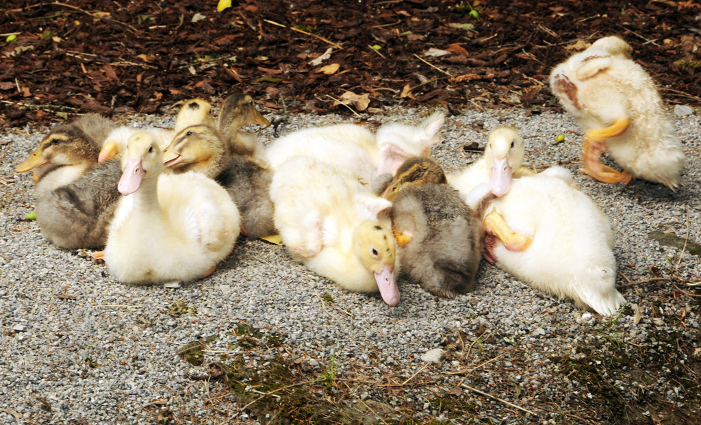 Tierausstellung 24-05-2014 84.jpg