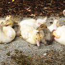 Tierausstellung 24-05-2014 84.jpg