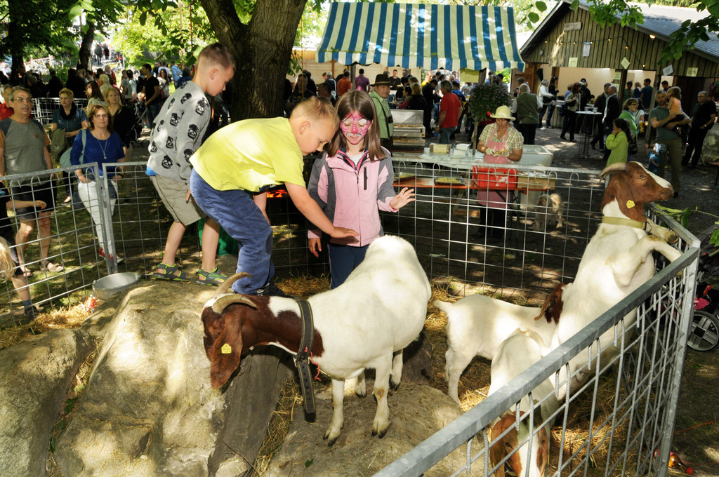 Tierausstellung 24-05-2014 281.jpg