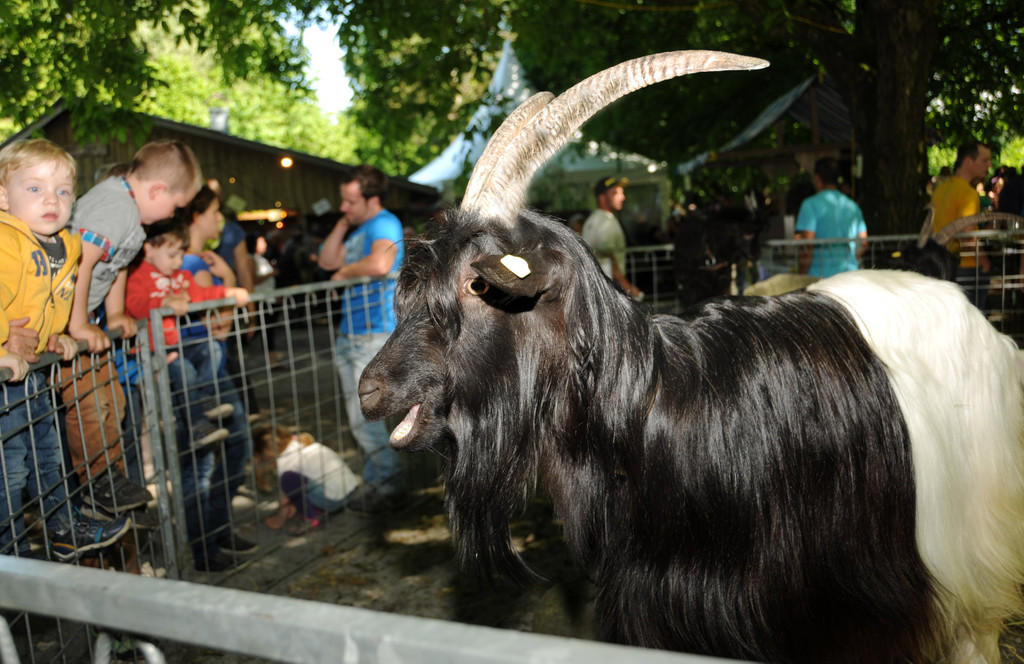 Tierausstellung 24-05-2014 336.jpg