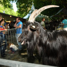 Tierausstellung 24-05-2014 336.jpg