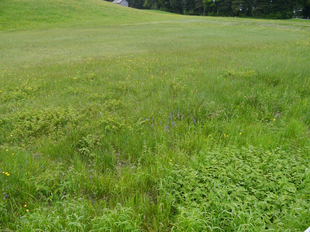 Umwelt KR__UTER Wanderng 03-06-2013 _6_.JPG