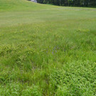 Umwelt KR__UTER Wanderng 03-06-2013 _6_.JPG