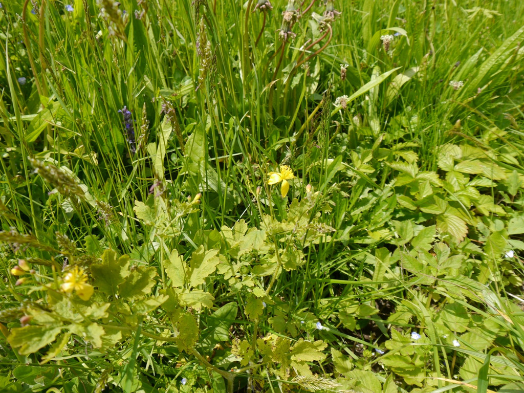 Umwelt KR__UTER Wanderng 03-06-2013 _7_.JPG