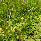 Umwelt KR__UTER Wanderng 03-06-2013 _7_.JPG