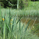 Umweltwoche Schmid Herma Kr__uter 04-06-2012 _8_.jpg