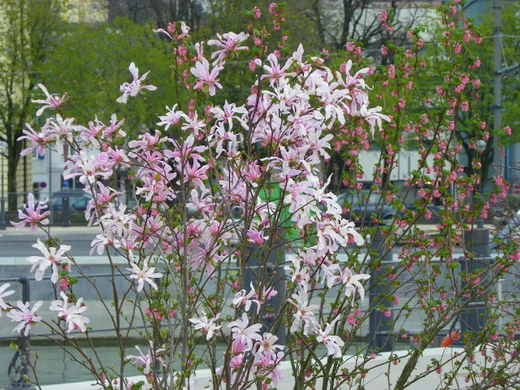 101_5510_jpg-1271591269