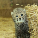 Gepard_02_TGS_Zupanc.jpg
