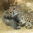 Gepard_07_TGS_Zupanc.jpg
