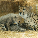 Gepard_10_TGS_Zupanc.jpg