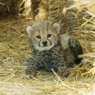 Gepard_14_TGS_Zupanc.jpg