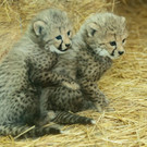Gepard_18_TGS_Zupanc.jpg