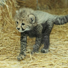 Gepard_19_TGS_Zupanc.jpg