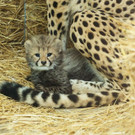 Gepard_20_TGS_Zupanc.jpg