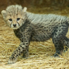 Gepard_22_TGS_Zupanc.jpg