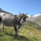 ritzlerhof_oetztal_sommer_kuh.jpg
