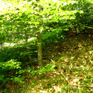 Eine gez__unte Fl__che_ die vor dem Wild gesch__tzt ist.JPG