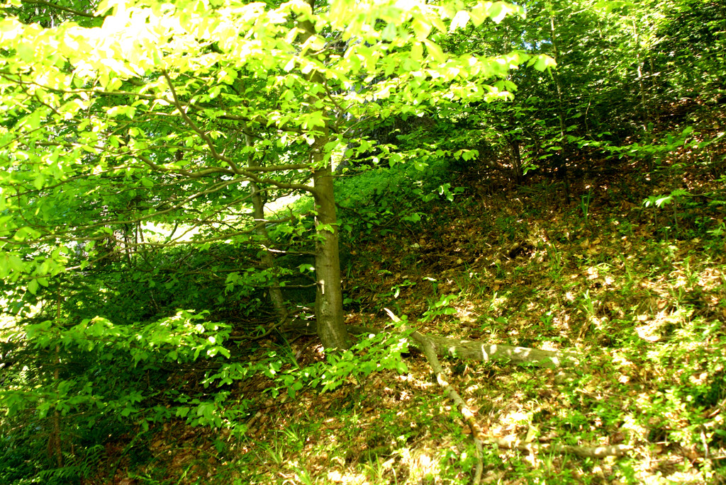 Eine gez__unte Fl__che_ die vor dem Wild gesch__tzt ist.JPG