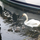 Bilder vom "Schwanen-Nachwuchs" im Lochauer Hafen