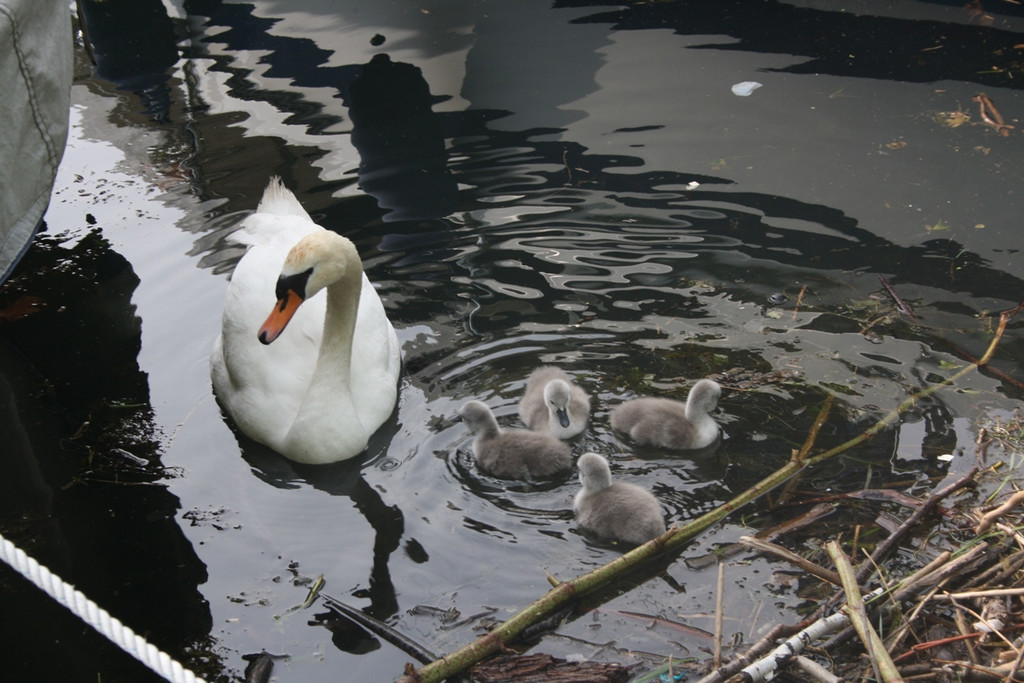 Schwan mit Jungen A 2014 _5_.JPG