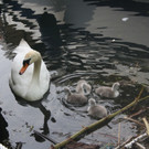 Schwan mit Jungen A 2014 _5_.JPG