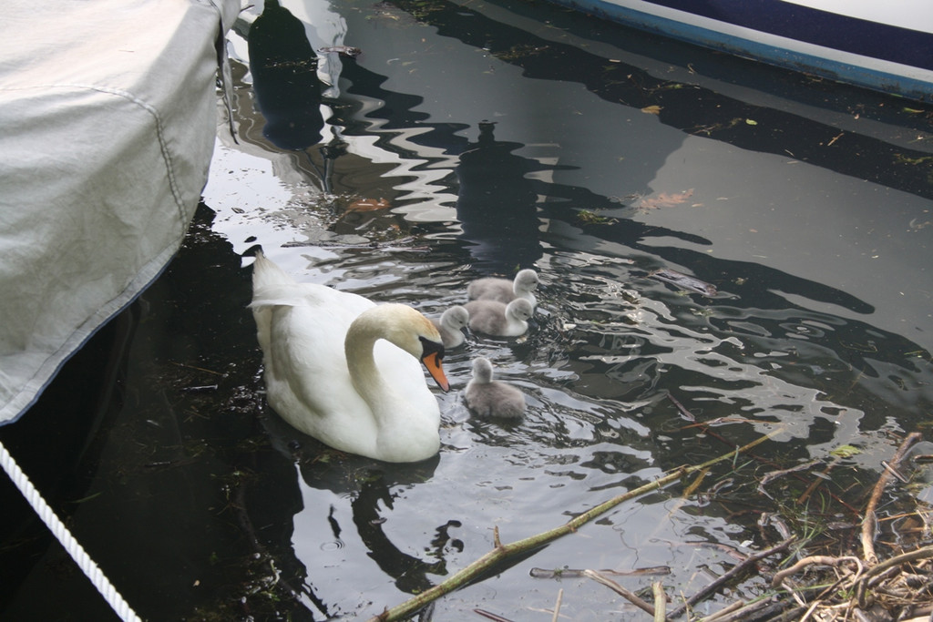 Schwan mit Jungen A 2014 _1_.JPG