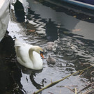Schwan mit Jungen A 2014 _1_.JPG