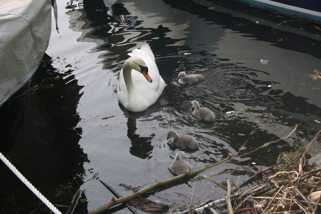 Schwan mit Jungen A 2014 _4_.JPG