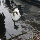 Schwan mit Jungen A 2014 _4_.JPG