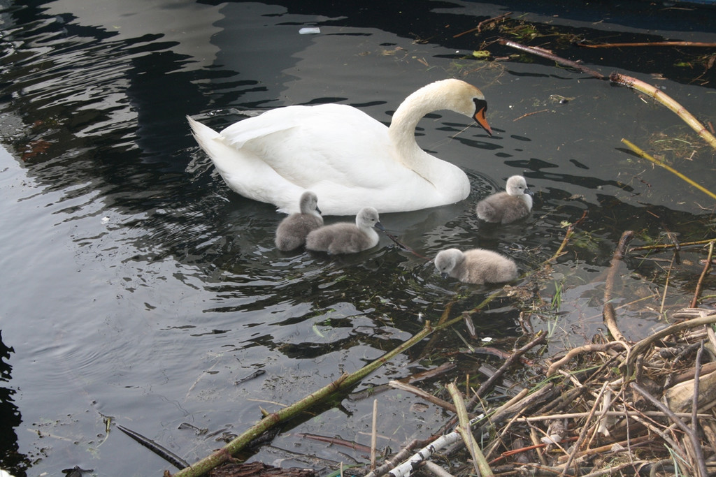 Schwan mit Jungen A 2014 _7_.JPG