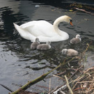 Schwan mit Jungen A 2014 _7_.JPG