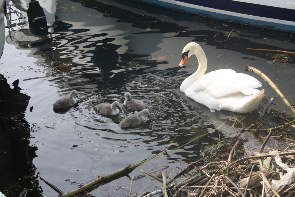 Schwan mit Jungen A 2014 _2_.JPG