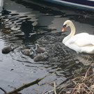 Schwan mit Jungen A 2014 _2_.JPG