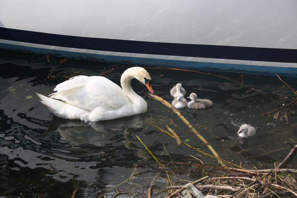 Schwan mit Jungen A 2014 _9_.JPG