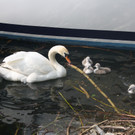 Schwan mit Jungen A 2014 _9_.JPG