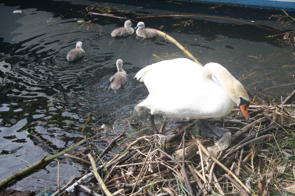 Schwan mit Jungen A 2014 _8_.JPG