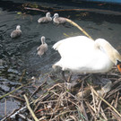 Schwan mit Jungen A 2014 _8_.JPG