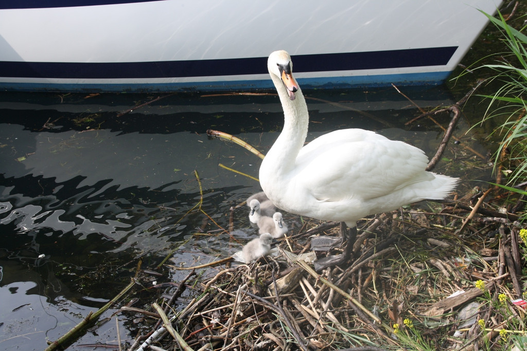 Schwan mit Jungen A 2014 _10_.JPG