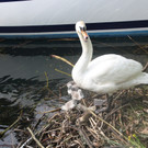 Schwan mit Jungen A 2014 _10_.JPG