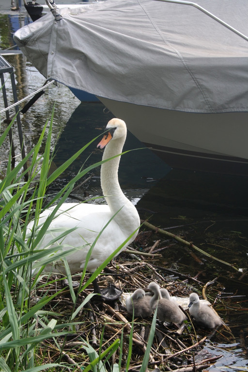 Schwan mit Jungen A 2014 _12_.JPG