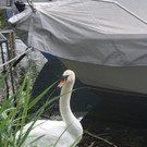 Schwan mit Jungen A 2014 _12_.JPG