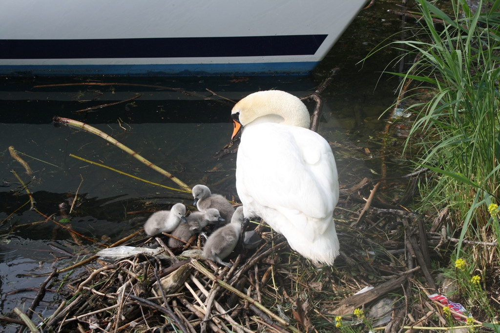 Schwan mit Jungen A 2014 _11_.JPG
