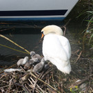 Schwan mit Jungen A 2014 _11_.JPG