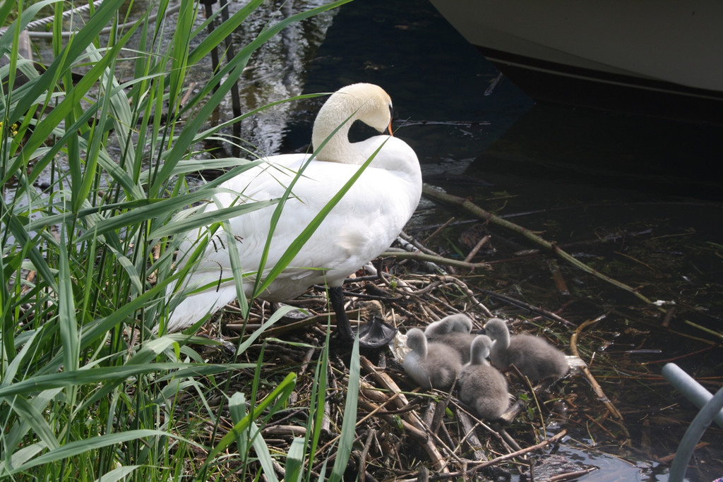 Schwan mit Jungen A 2014 _13_.JPG
