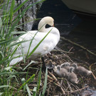 Schwan mit Jungen A 2014 _13_.JPG