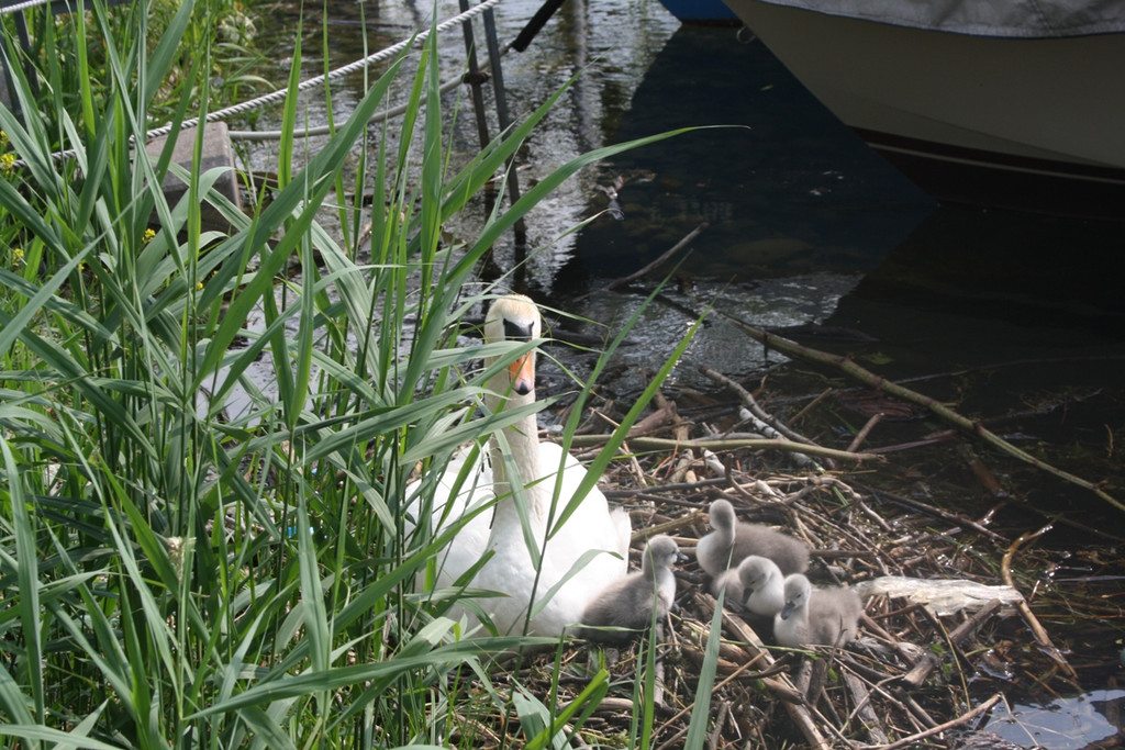 Schwan mit Jungen A 2014 _15_.JPG