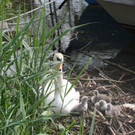 Schwan mit Jungen A 2014 _15_.JPG